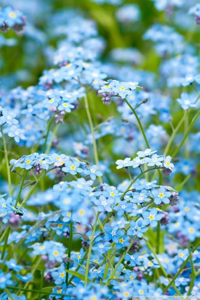 Forget Me Not HD Desktop Wallpapers : High Definition : Fullscreen ...