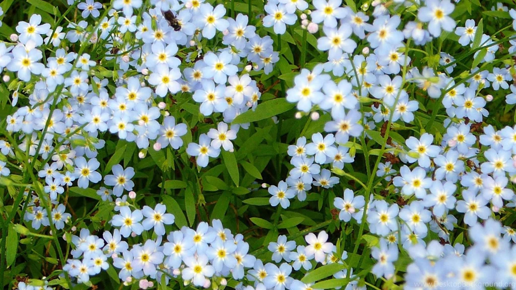 Download Wallpapers Forget Me Not (1920 X 1080 HDTV 1080p). Desktop ...