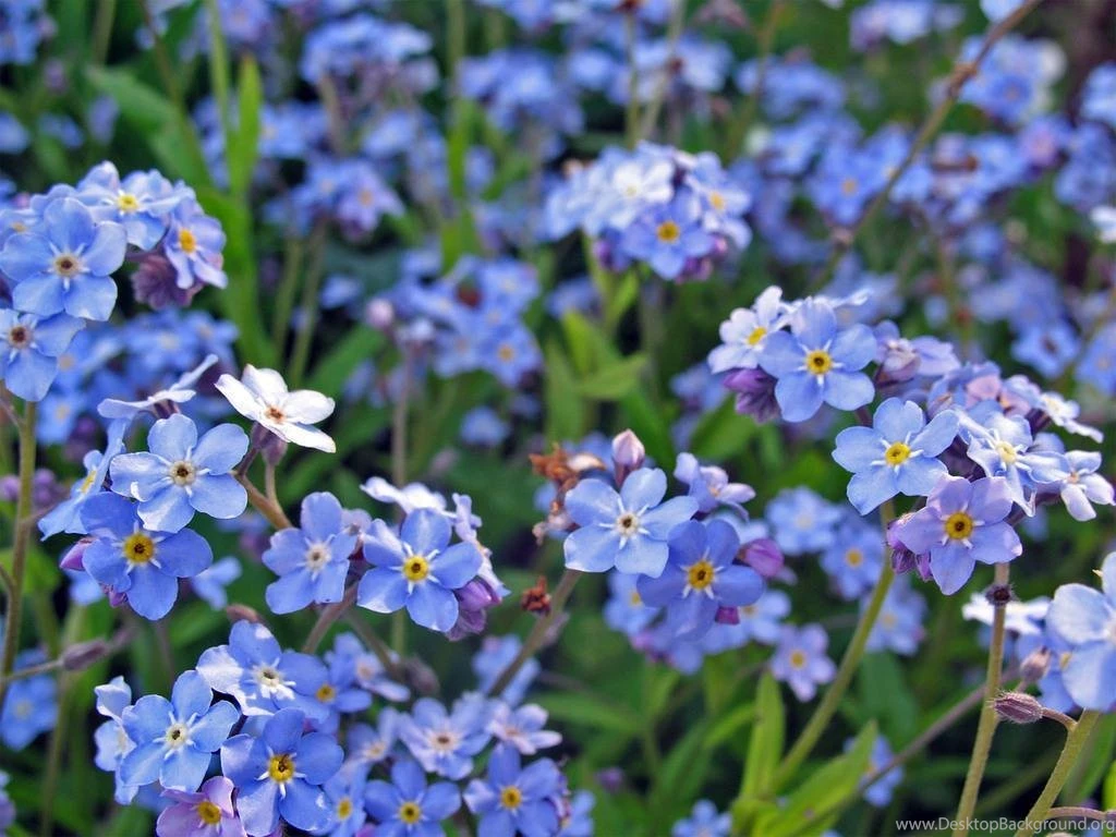 Forget Me Not Wallpapers
