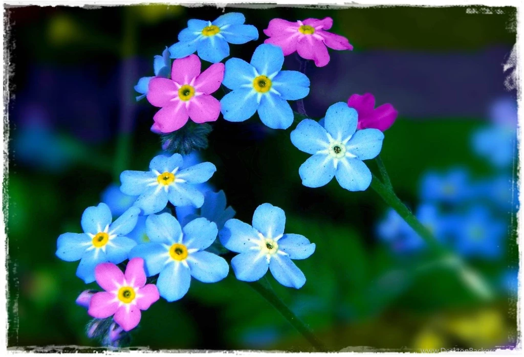 FORGET ME NOT WALLPAPER (