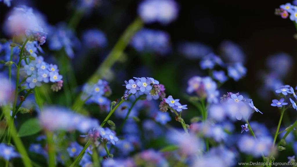 Blue Flowers Close up, Forget me not Flowers Wallpapers
