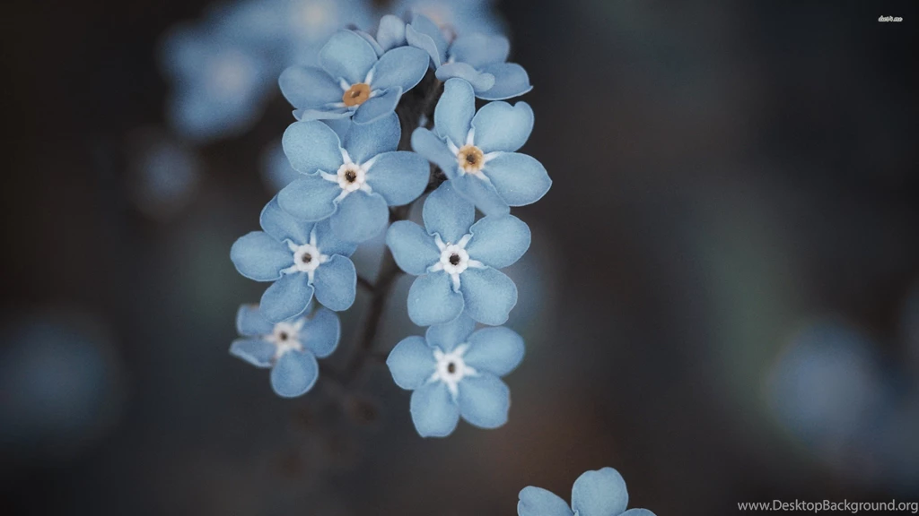 Pink Forget Me Not Flowers Wallpaper_other_health Questions ...