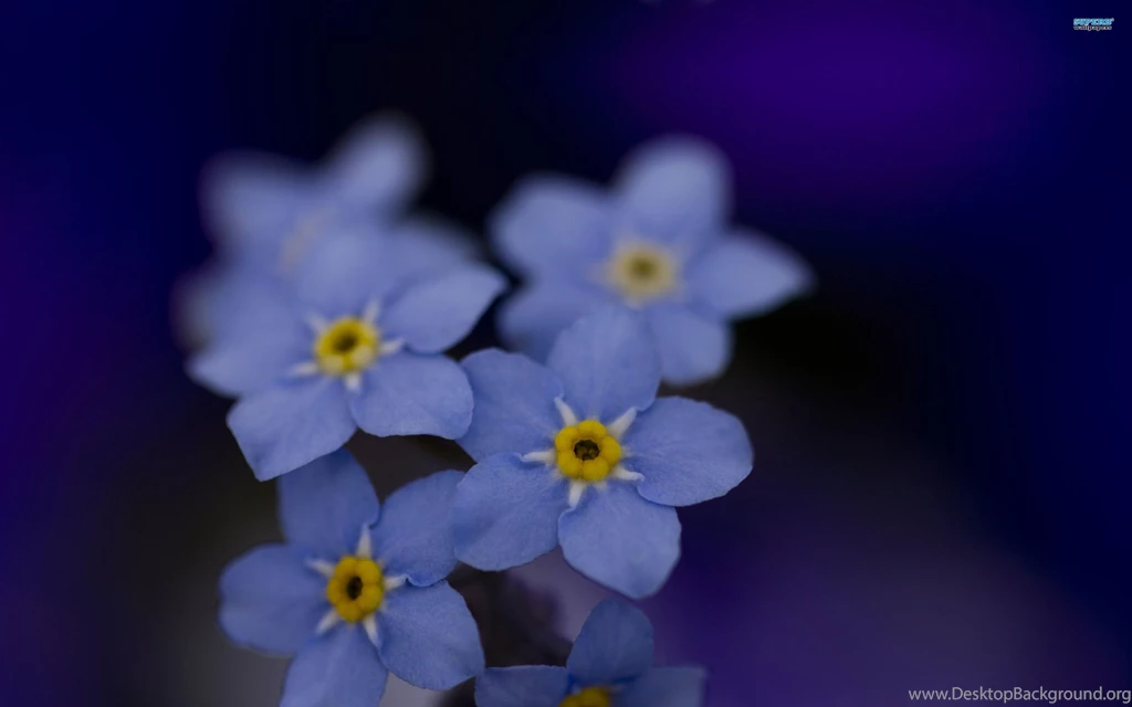 Forget me not Wallpapers