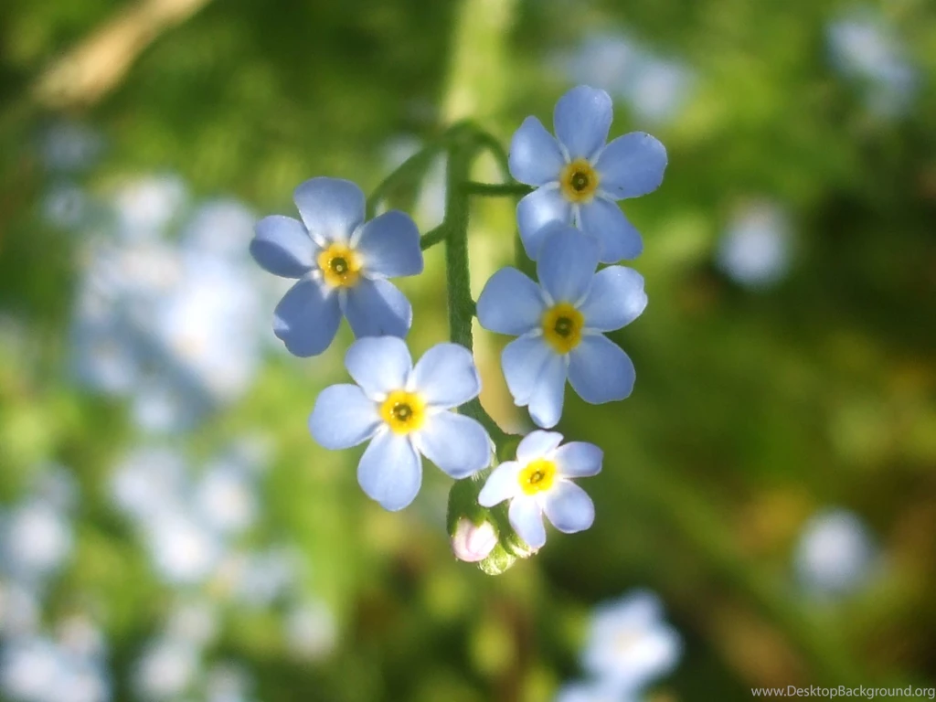 Blue Forget Me Not Flowers Wallpapers (34611725) Fanpop