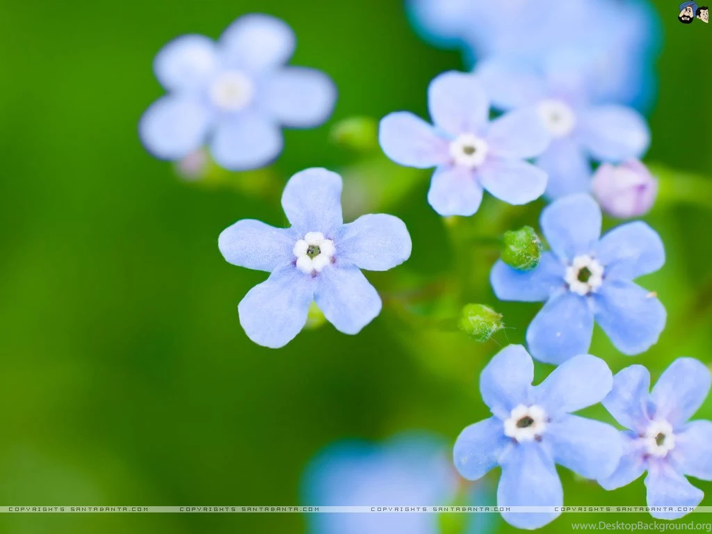 Forget Me Not Wallpapers