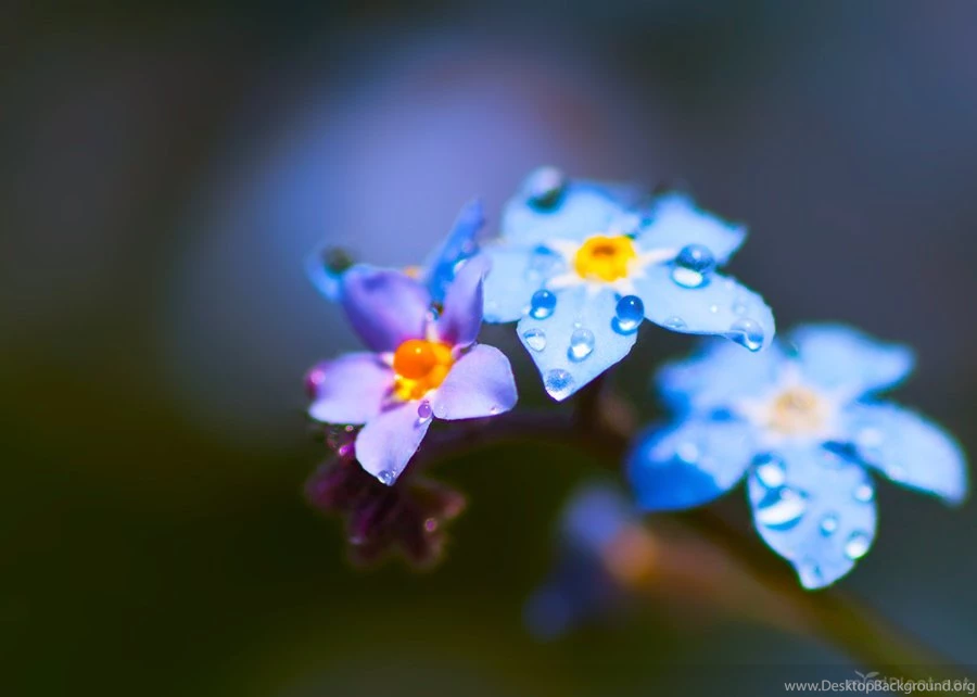 Pink Forget Me Not Flowers Wallpaper_other_health Questions ...