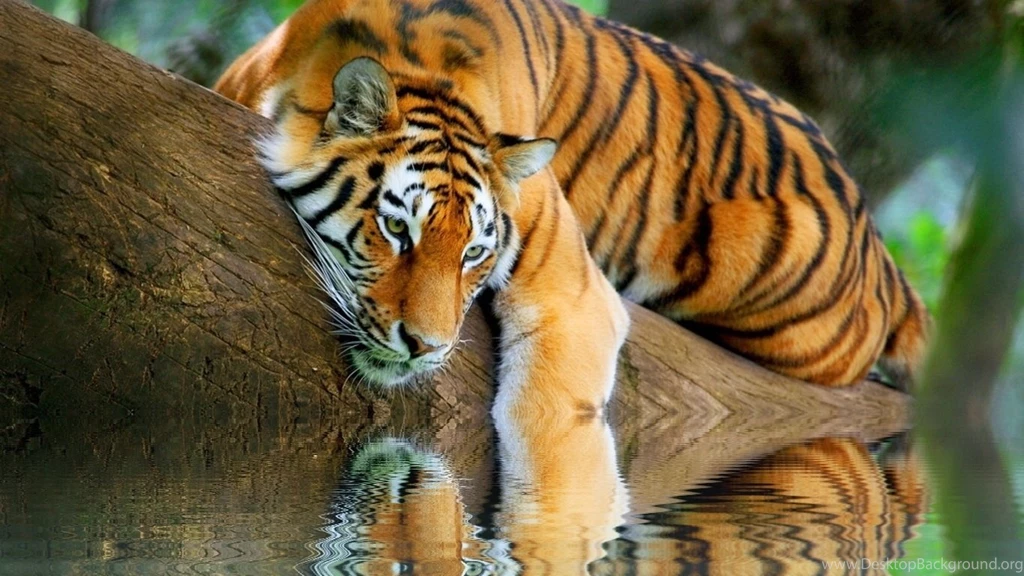 Wallpapers Big Nature Tiger Reminiscing Free 1366x768