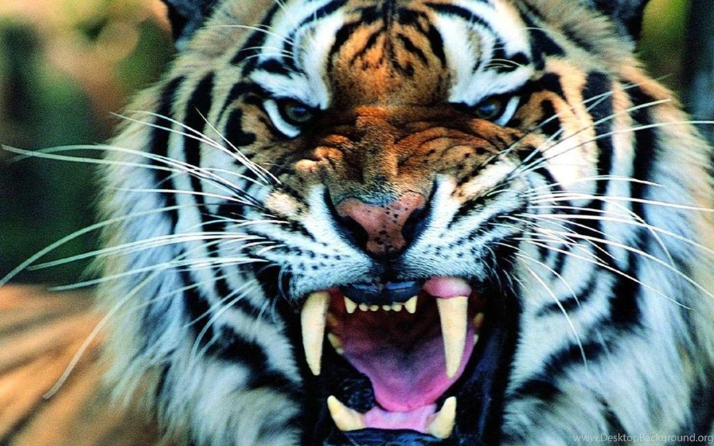 Tiger Wallpapers High Resolution Wallpapers With 1280X800 Resolution ...