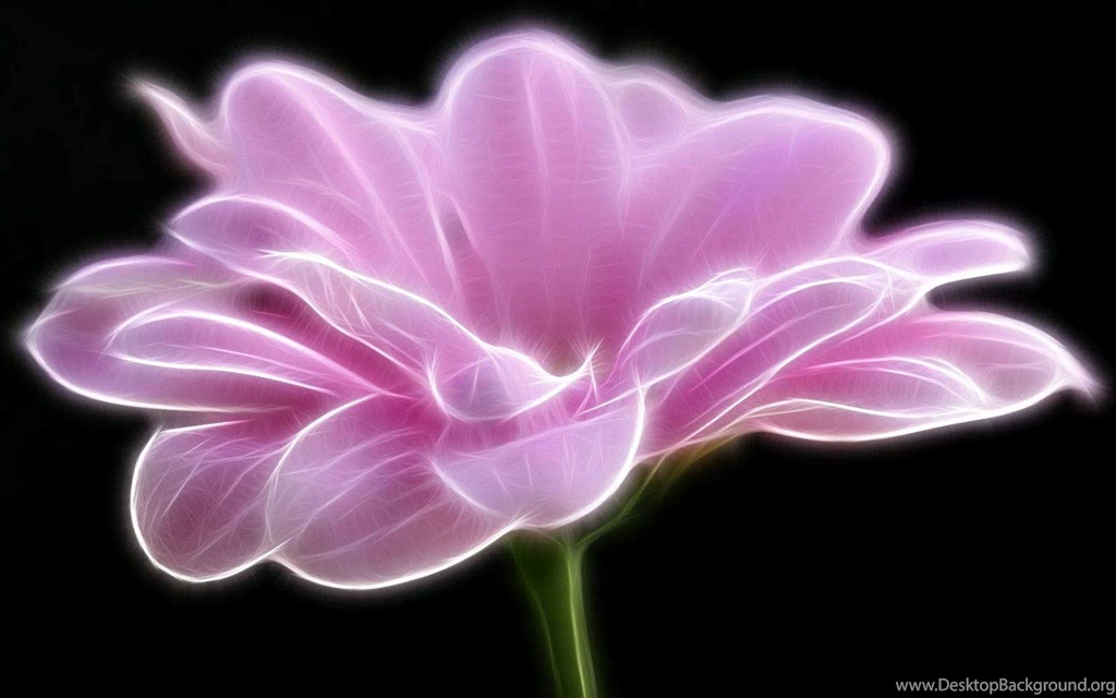 Hd Black White And Pink Wallpapers 3d Hd Pictures.