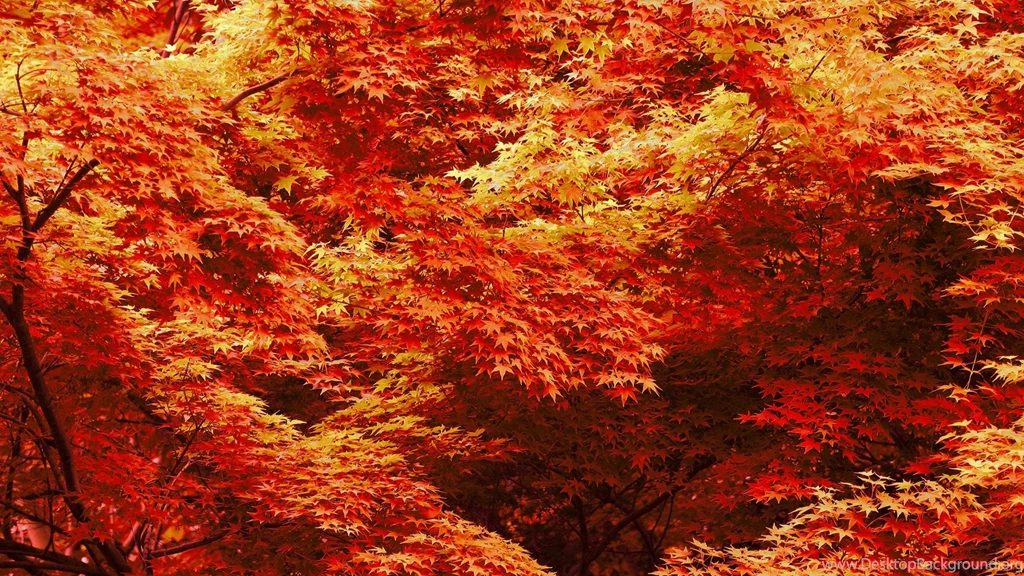 Autumn Landscape Desktop Wallpapers HD Wallpaper Backgrounds Of ...