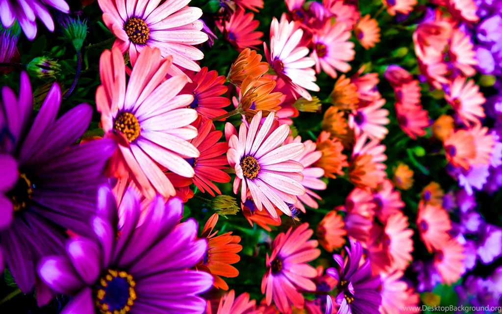 Coloring Flowers Wallpapers Download Of Colorful Flowers
