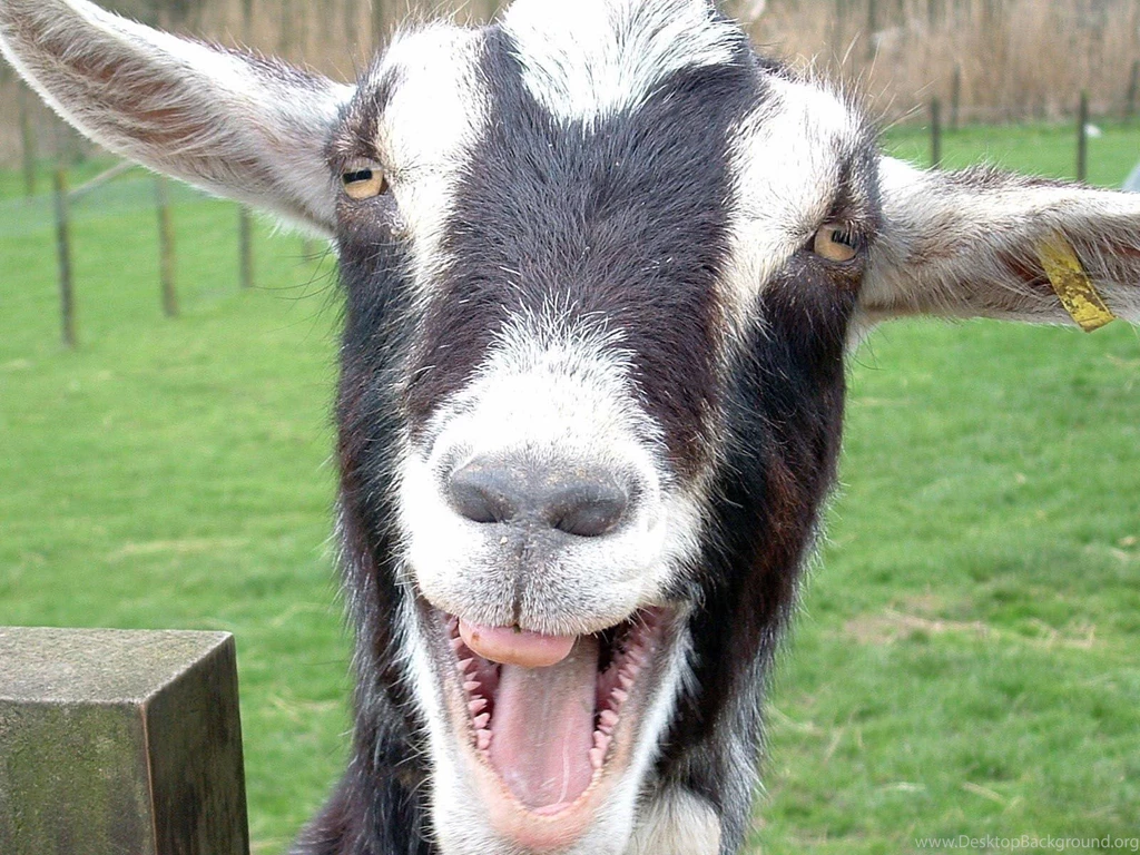 Weird Funny Animal Pictures On Animal Picture Society