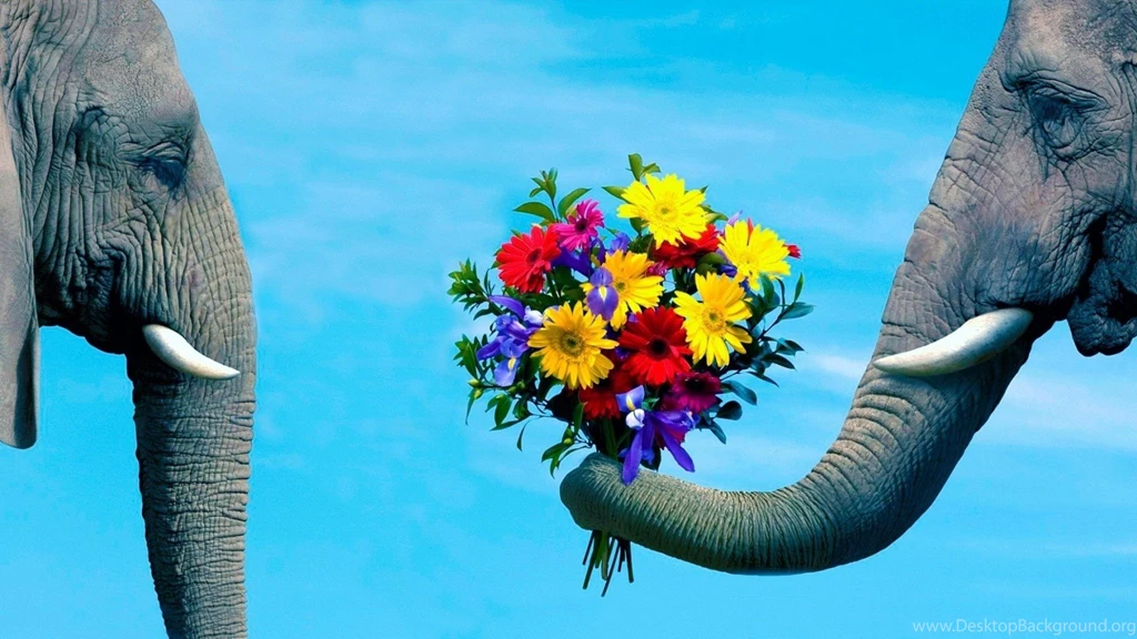 Funny Valentine Day Couples HD Wallpapers