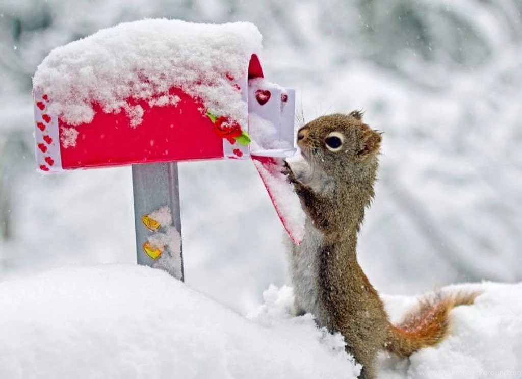 Valentine's Day Love Letter