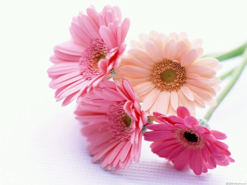Beautiful Flowers Wallpapers