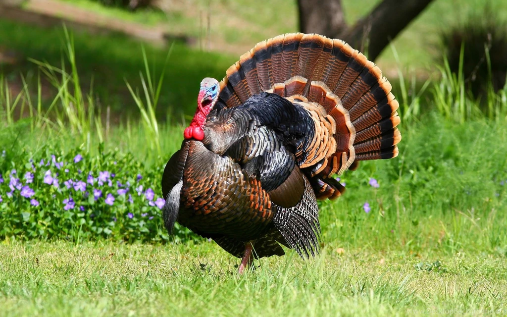7 Fantastic HD Turkey Bird Wallpapers HDWallSource.com