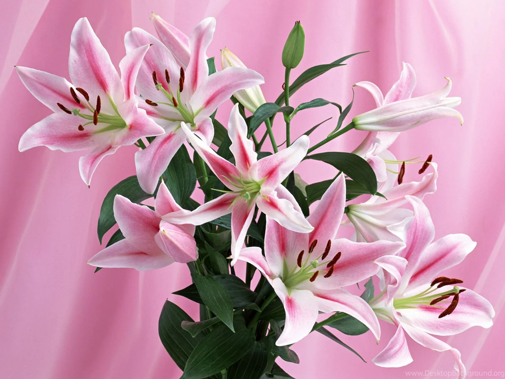 Beautiful Flowers HD Wallpapers