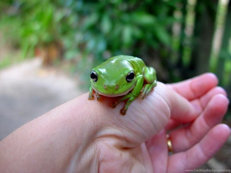 Animal Cute Little Yellow Frog – Animals Frogs HD Desktop Wallpapers