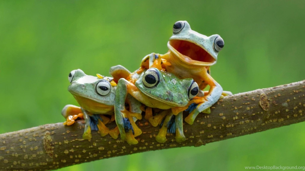 Frogs Wallpapers Page 7: HELLO FROGS SILLY Wide Resolution. Feelin ...