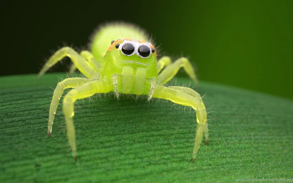 Replace Evernote With Spidernote