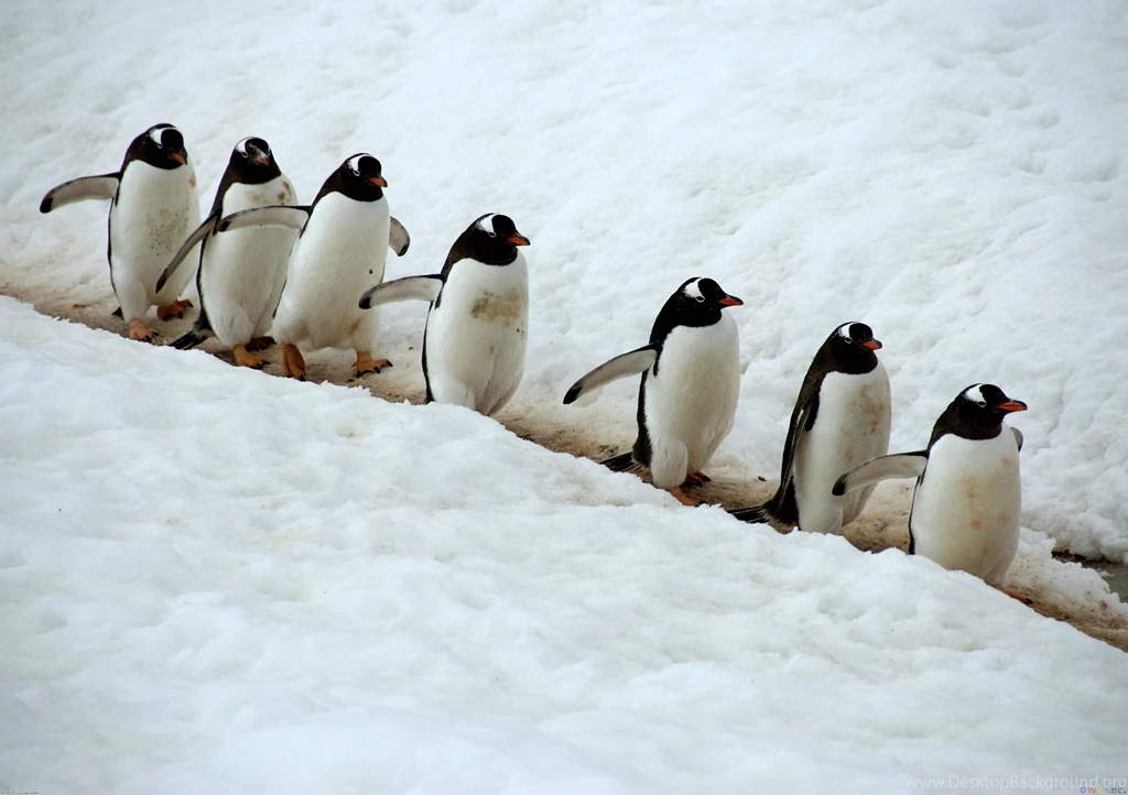 Penguin Wallpapers 92 Desktop Backgrounds