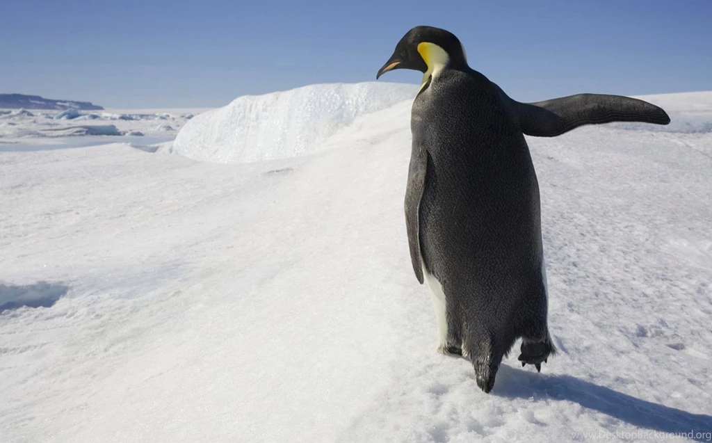 Penguin Desktop Backgrounds Wallpapers