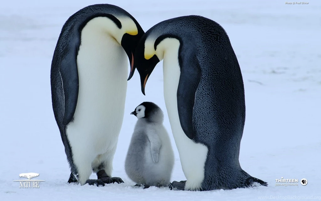 New Penguin Wallpapers