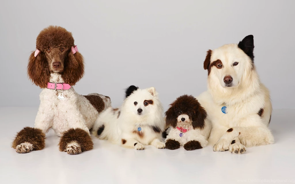 2560x1600 Disney, Animals, Series, Mick, Kuma, Tv Series, Dog, Dog ...