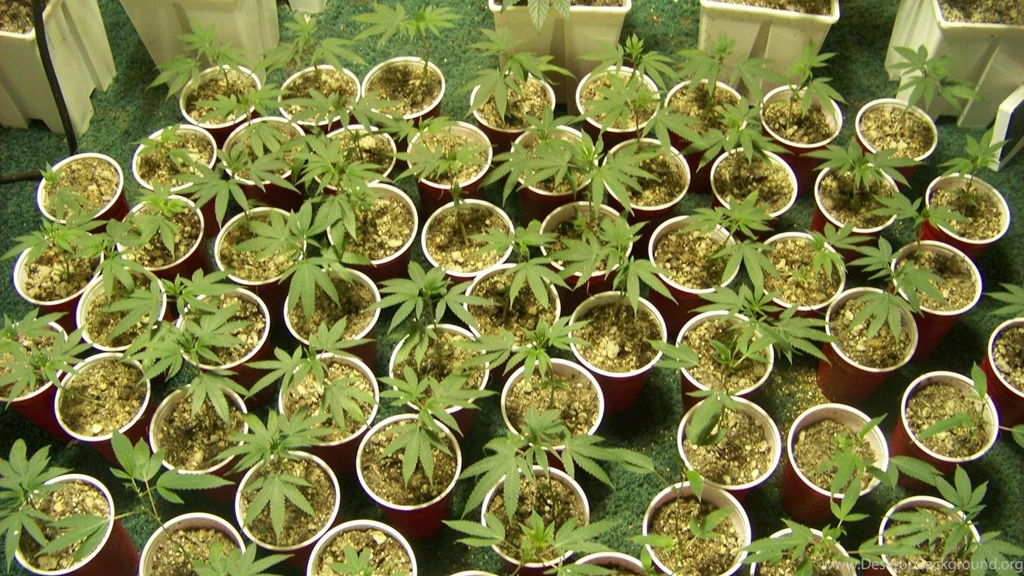 Marijuana Plants Potted Plant Wallpapers