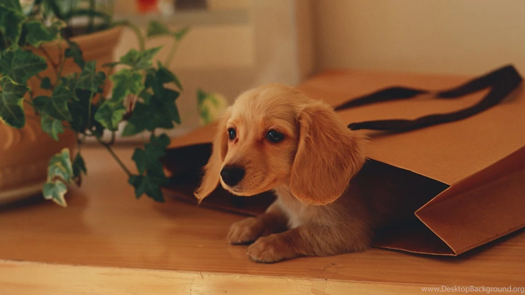 Puppy In Paper Bag Wallpapers For 1920x1080