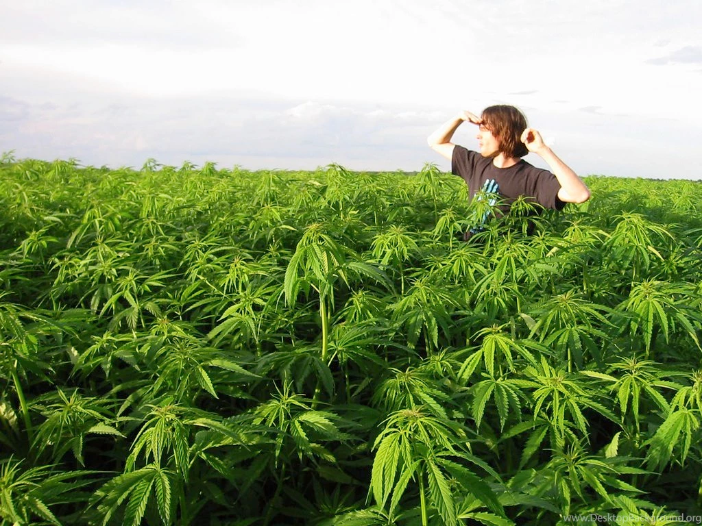 Man In Marijuana Field