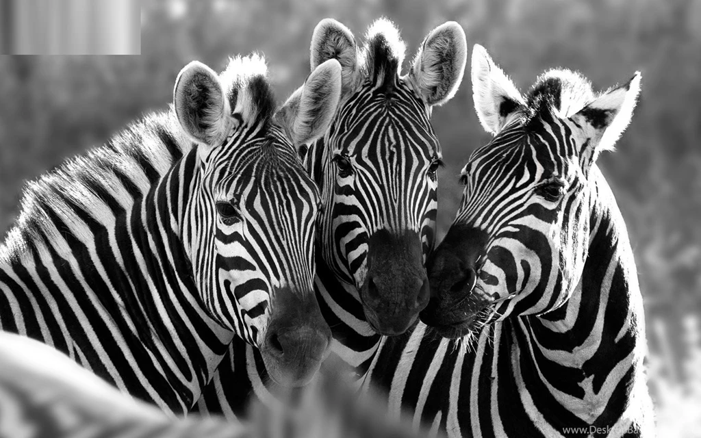 Zebra Wallpapers Animal Wallpapers
