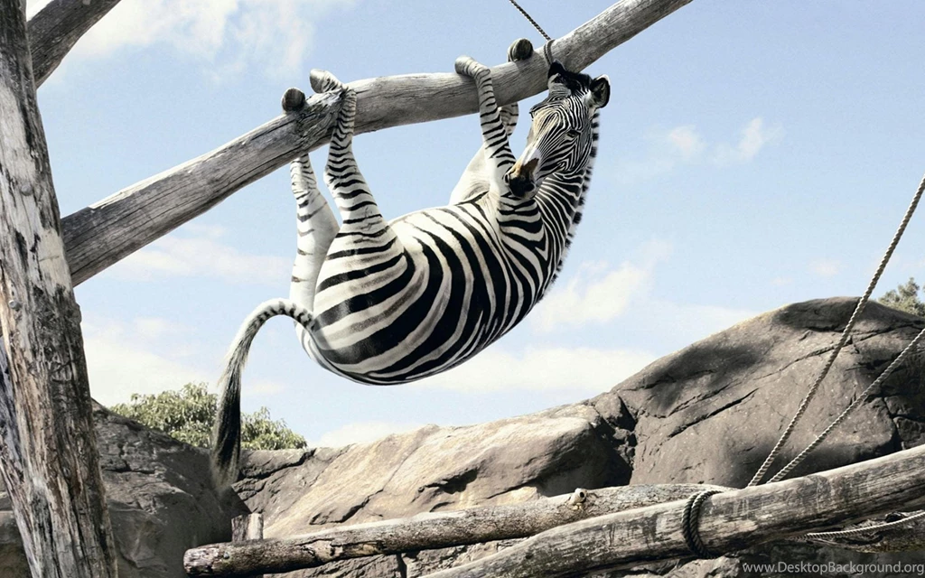 Wallpapers Zebra (3)