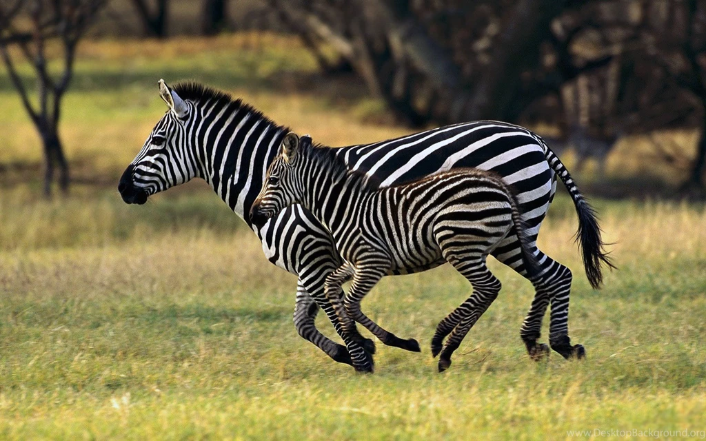 122 Zebra HD Wallpapers