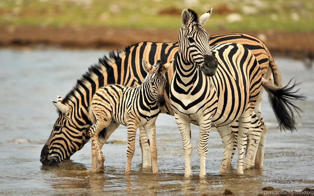 Baby Zebra Wallpapers