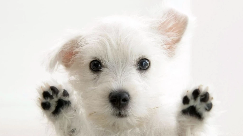 Download To Your PC Background Images Of Pretty Animals