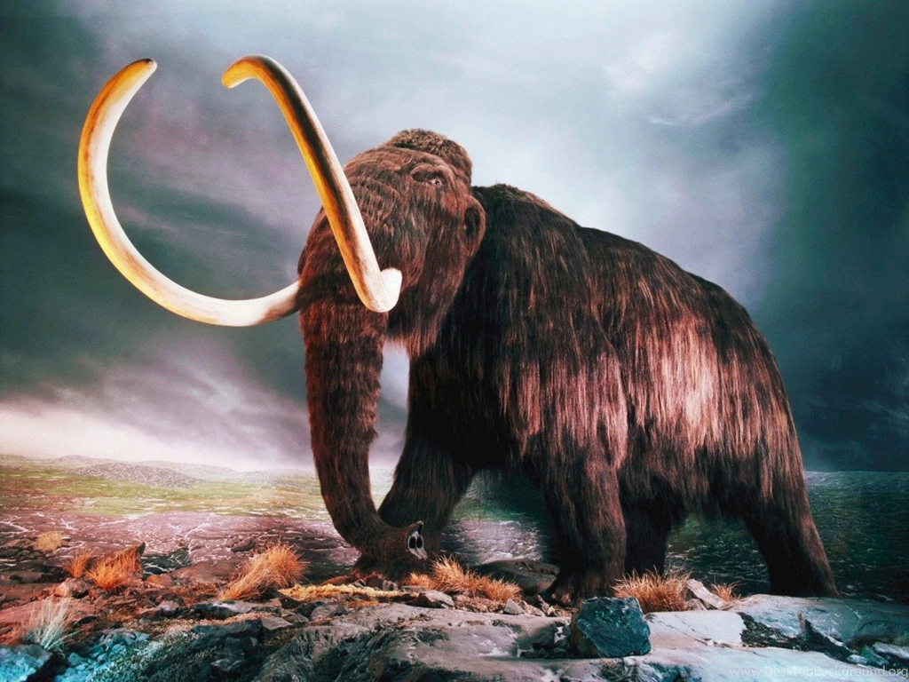 21+ Animal Backgrounds, Wallpapers, Images, Pictures