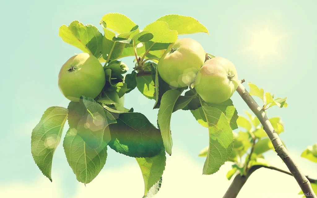 Desktop Hd Green Apple Tree Photography