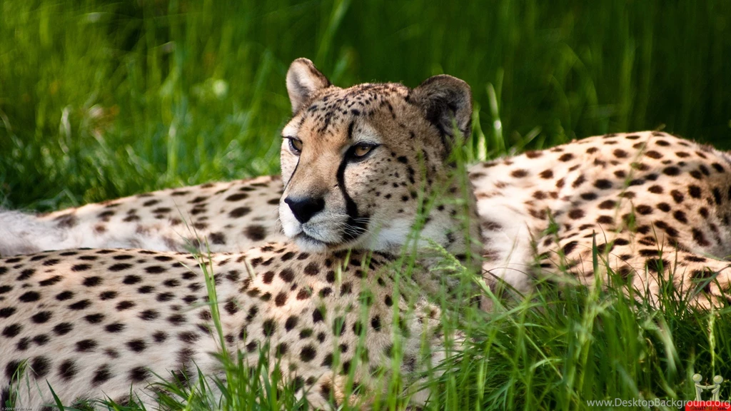 Wild Animal Wallpapers Big Cat