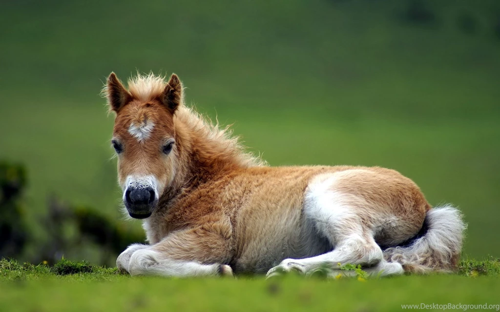 Wild Animals Hd Wallpapers Phony