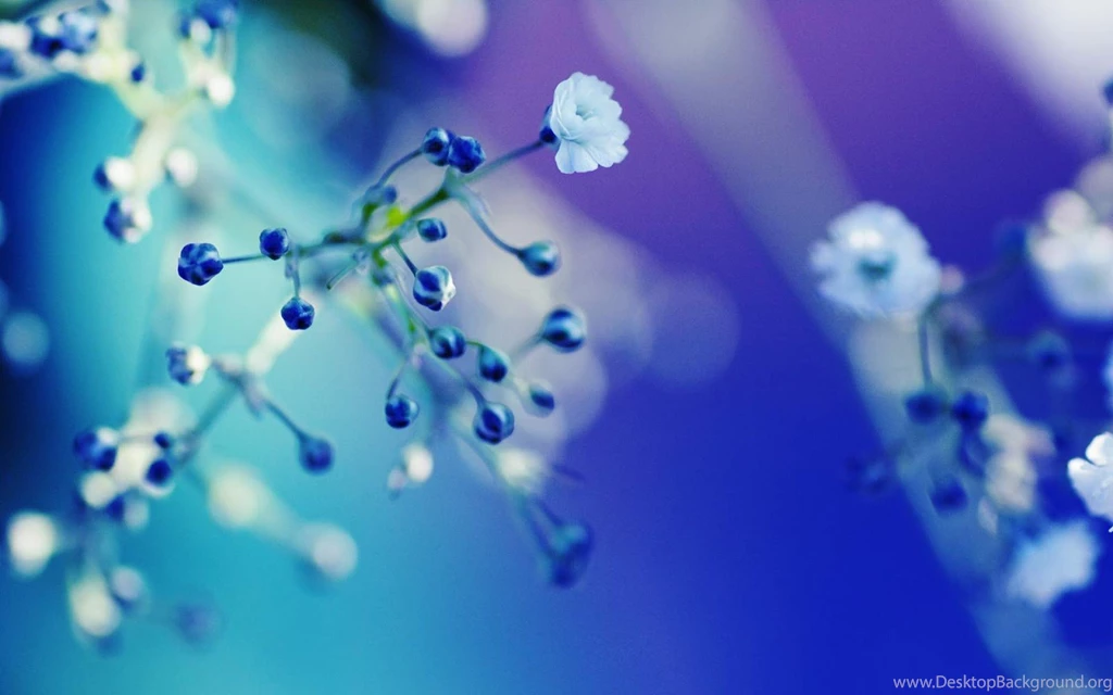 Close Up Wallpapers HD
