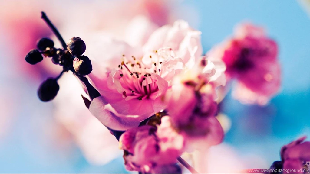 The Lomo Style Flowers Close up Desktop Wallpapers 1366x768 ...