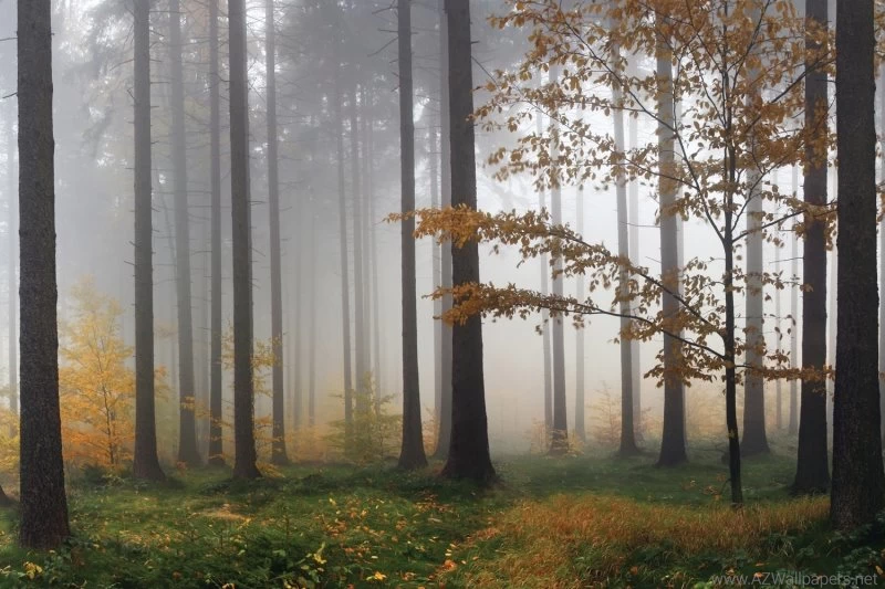 Autumn Mist Forest Wallpapers Wall Mural