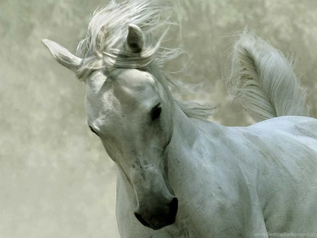 Horse Backgrounds, Wallpaper, Horse Backgrounds Hd Wallpapers ...