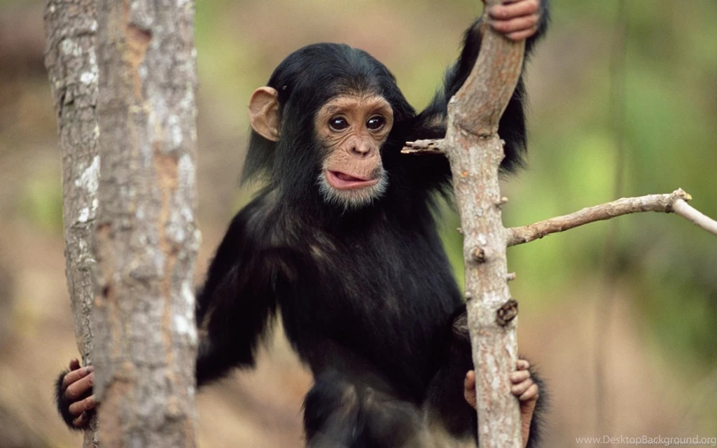 Download 1680x1050 Monkey Cub Wallpapers