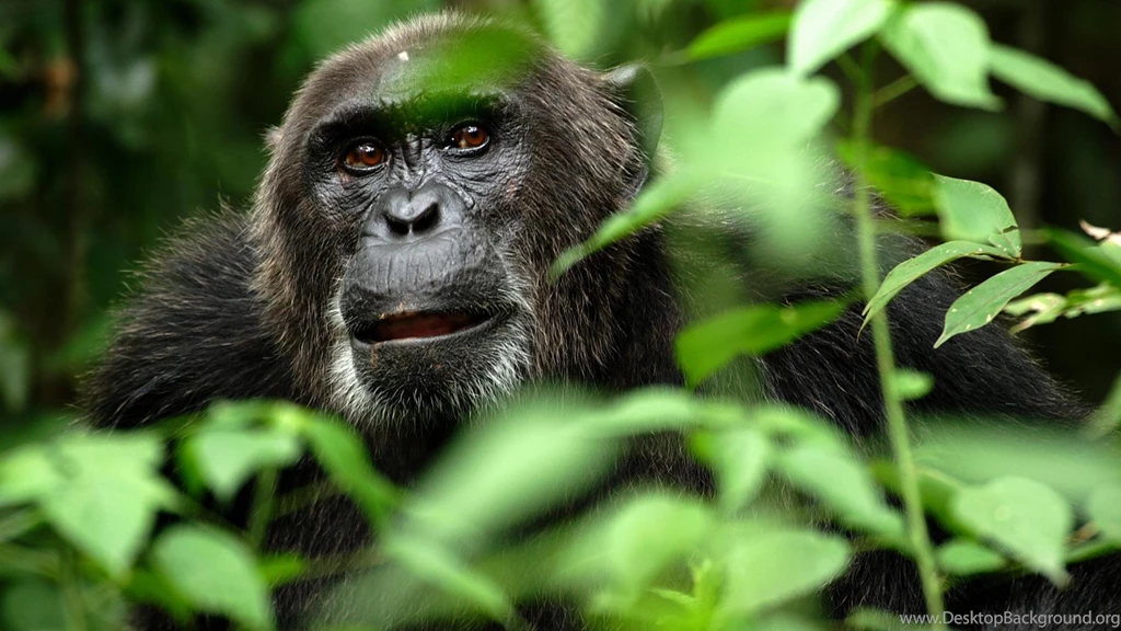 Monkey Wallpapers