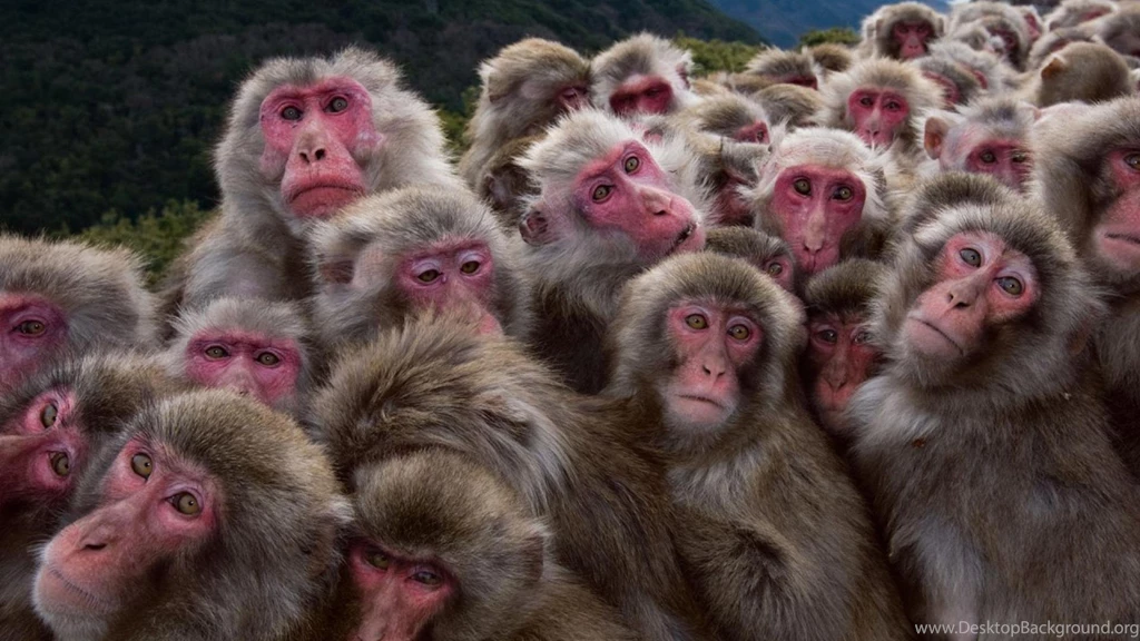 Animals National Geographic Monkeys Primates HD Wallpapers ...