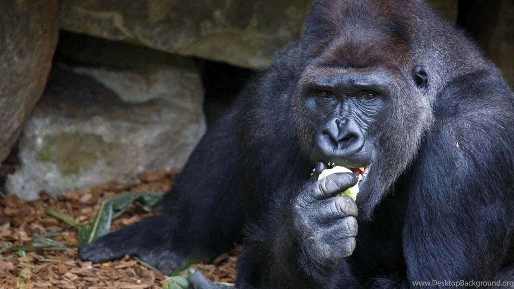 Gorillas Monkeys Wallpapers