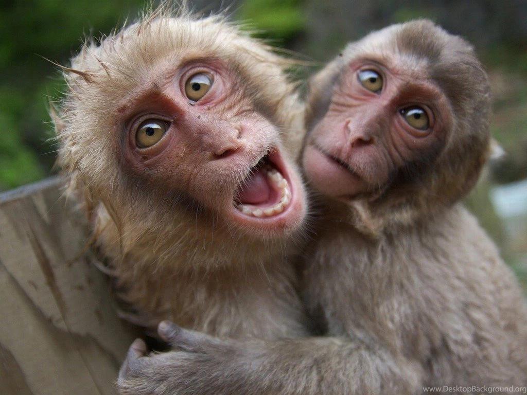 Japanese Macaque Animals Monkeys Wallpapers
