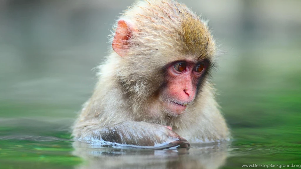 Bathing Monkeys Japanese Macaque Wallpapers